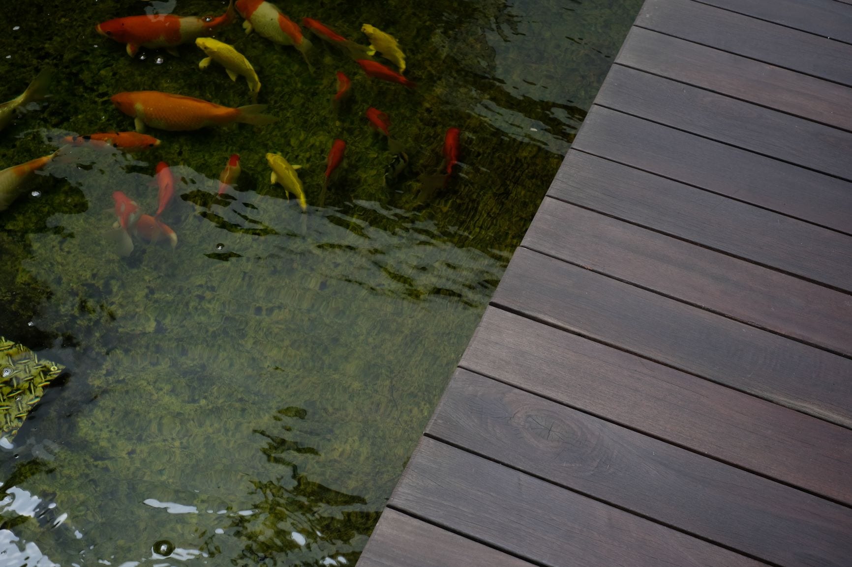 Koi pond deck